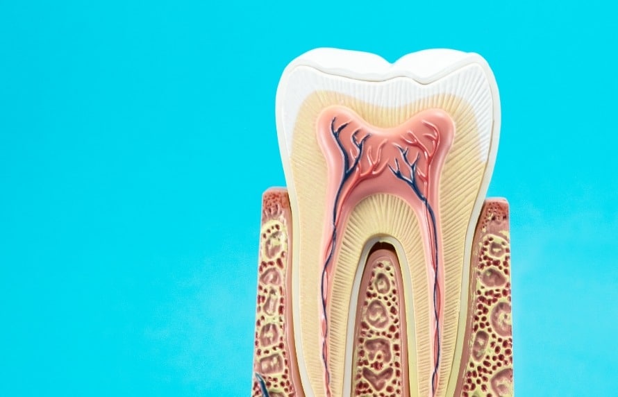 Connaître l’anatomie de la dent pour comprendre l’endodontie